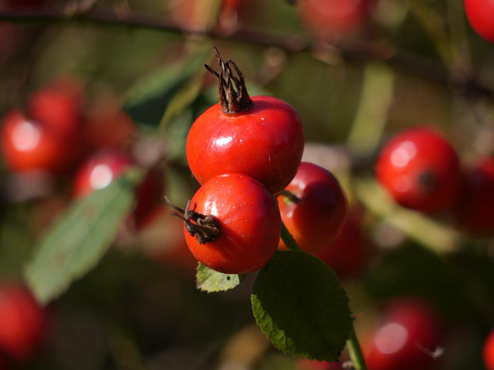 rosehip
